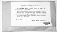 Podofomes mollis image